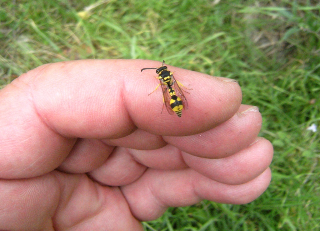 Gorytes sp. (Crabronidae)